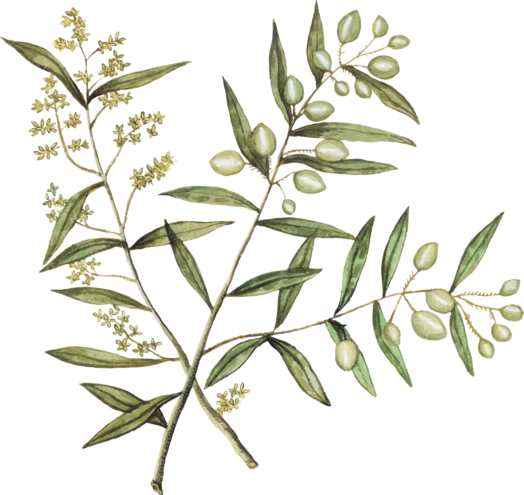 olive-icons